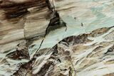 Colorful Polished Petrified Wood End-Cut - Turkey #299413-1